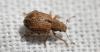 Strophosoma melanogrammum
